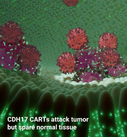 Nature Cancer：华人学者发现了一种抑制实体瘤细胞，对健康组织没有毒性的CAR-T细胞